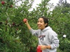 ApplePicking 004